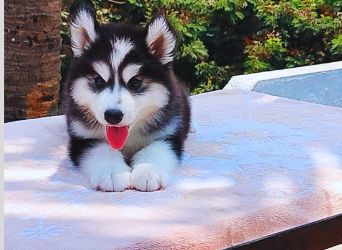 Siberian Husky