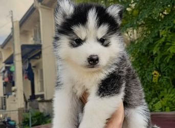 Siberian Husky