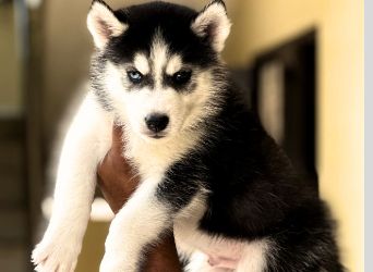 Siberian Husky