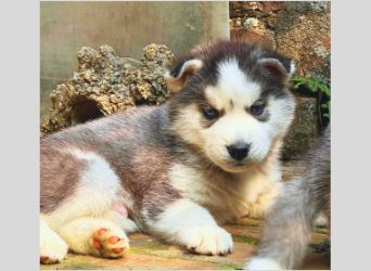 Siberian Husky