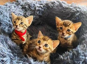 Find Purebred Kittens & Cats for sale in Jammu