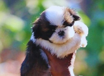 Shih Tzu