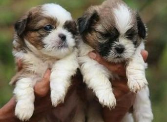 Shih Tzu