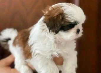 Shih Tzu