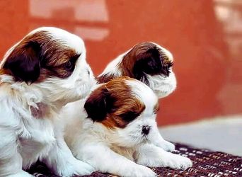 Shih Tzu