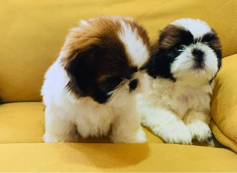 Shih Tzu