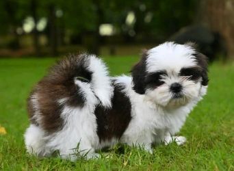 Shih Tzu