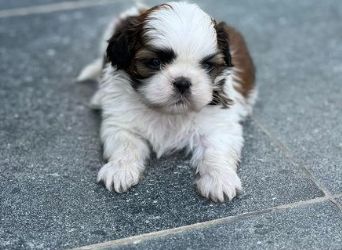 Shih Tzu