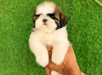 Shih Tzu