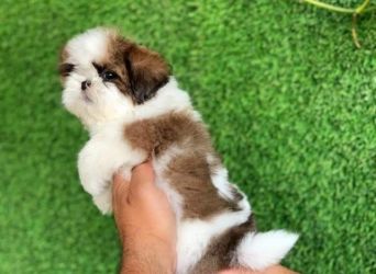 Shih Tzu